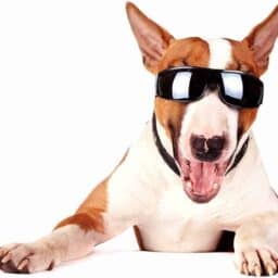 A happy dog wearing sunglasses